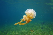 Spotted Jelly Mastigias Jellyfish In Caribbean Sea