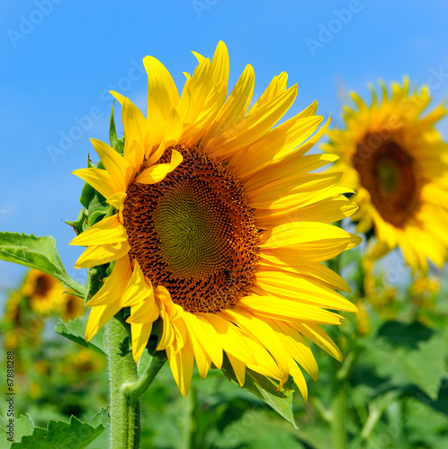Obraz na płótnie canvas dwuczęściowy "dyptyk" Girasoli