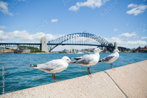 Board z aluminiowym obramowaniem Mewy i most portowy Sydney