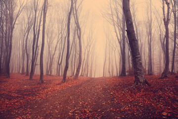 Fototapete - Foggy mystic forest during fall