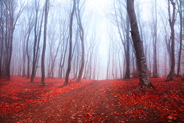 Wall Mural - Foggy mystic forest during fall