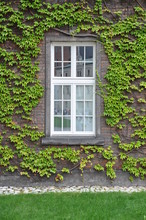 Wall With Window Covered With Green Ivy