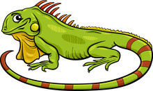 Iguana Animal Cartoon Illustration