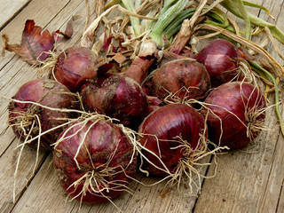 Wall Mural - fresh harvested red onions on wooden background