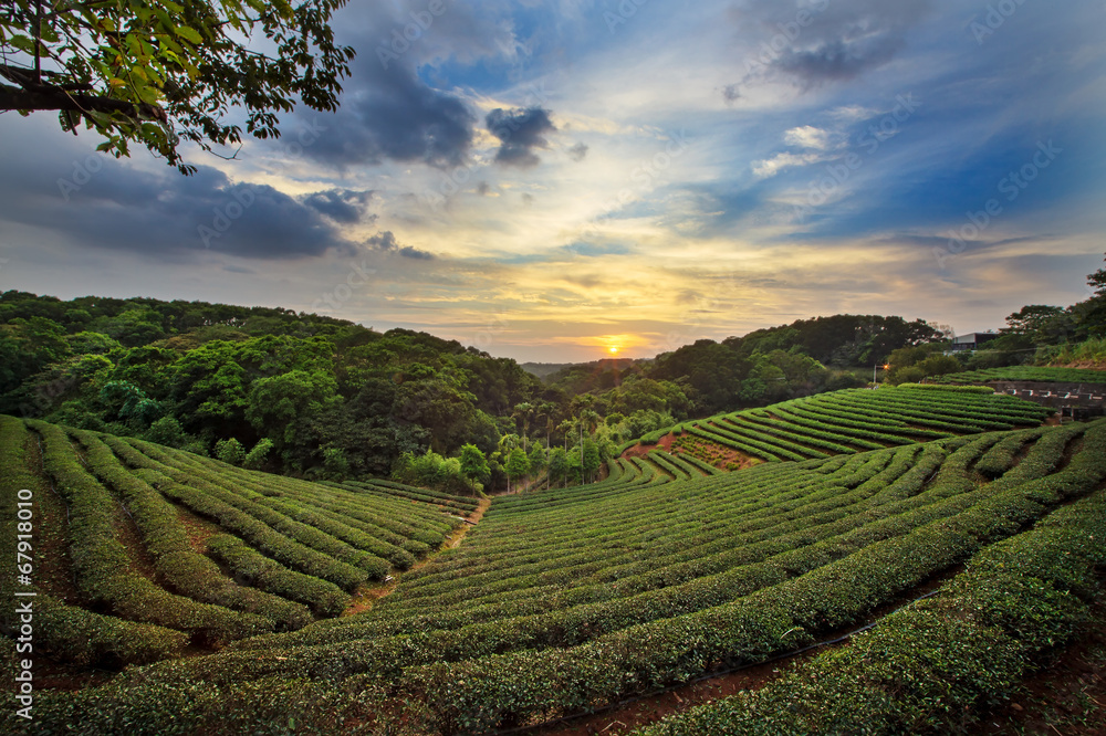 tea plantation landscape sunset - obrazy, fototapety, plakaty 