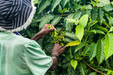 Fototapeta  - Ylang-Ylang harvest