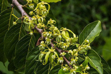 Wall Mural - Ylang-Ylang