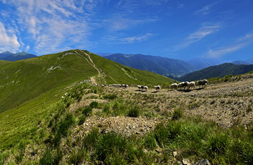 Wall Mural - Herd of Sheep