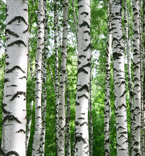 Fototapeta na wymiar White birch trunks in summer sunny forest