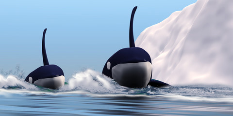 Poster - Two Orca Whales