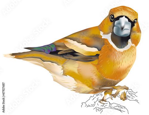 Oiseaux Gros Bec Casse Noyaux Buy This Stock Vector And