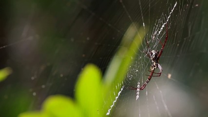 Spider