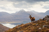 Fototapeta Paryż - Wild stag, Scottish highlands