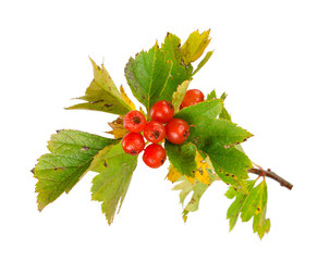 Sticker - Hawthorn berries