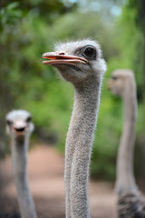 Wall Mural - ostrich head