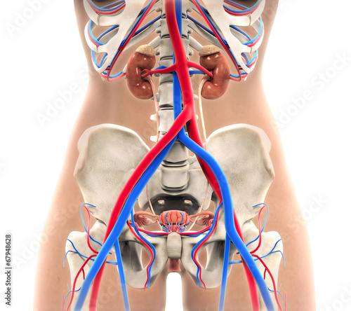 Nowoczesny obraz na płótnie Female Urogenital Anatomy