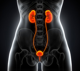 Human Female Kidney Anatomy