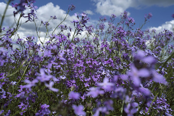 Canvas Print - purple plants