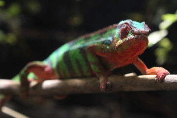 iguana