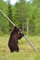 Wall Mural - brown bear standing and holding a tree