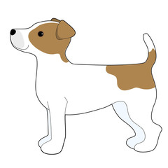 Wall Mural - Jack Russell Terrier