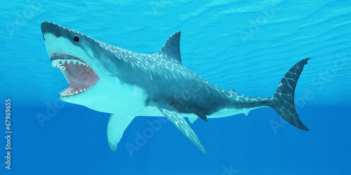 Plakat Great White Shark Underwater