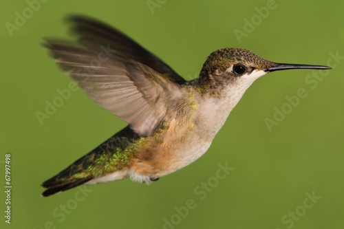 Naklejka samoprzylepna Młodociany rubinowy koliber (archilochus colubris)