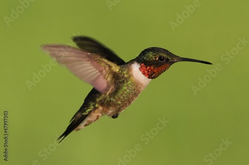 Naklejka samoprzylepna Męski rubinowy koliber (archilochus colubris)