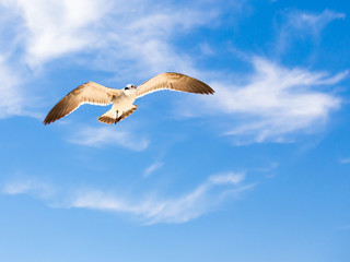 Wall Mural - Seagull on blue sky