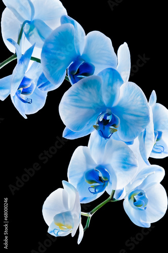 Obraz na płótnie canvas dwuczęściowy "dyptyk" Niebieska Orchidea