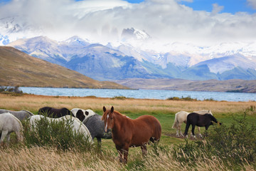 Canvas Print - The herd of magnificent horses is grazed