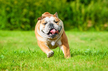 English bulldog running