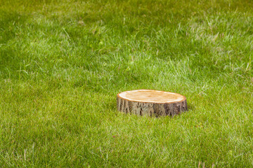 Wall Mural - tree stump on the grass