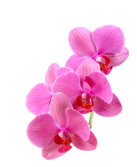  Orchid flower