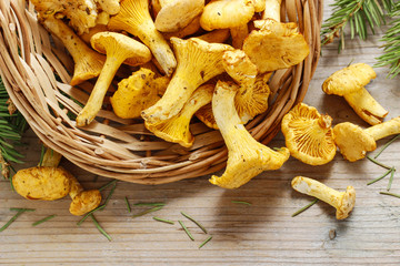 Canvas Print - Cantharellus cibarius, commonly known as the chanterelle,