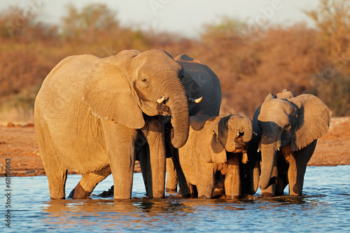 Naklejka samoprzylepna Woda pitna słoni, park narodowy etosha