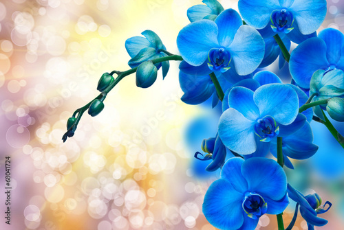 Obraz na płótnie canvas Orchidea