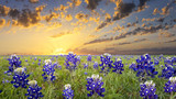 Fototapeta Zachód słońca - Bluebonnets in the Texas Hill Country
