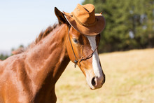 Horse Wearing A Cowboy Hat