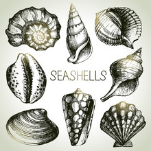 Seashells Hand Drawn Set. Sketch Design Elements