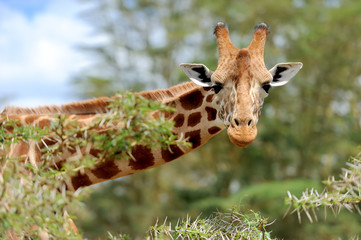 giraffe
