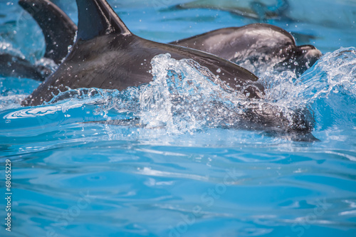 Naklejka samoprzylepna Delfin