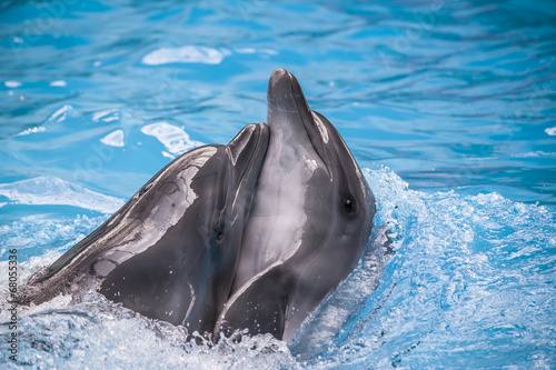 Naklejka samoprzylepna Delfin