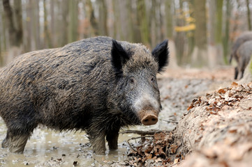Wall Mural - wild boar