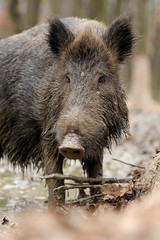 Wall Mural - wild boar