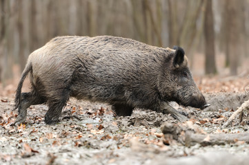 Poster - Wild boar