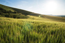 Beautiful Landscape Wheat Field In Bright Summer Sunlight Evenin