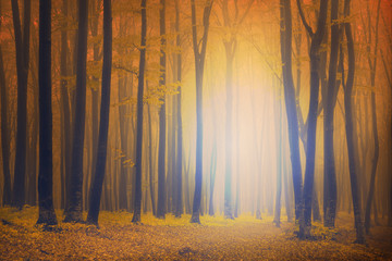 Fototapete - Foggy mystic forest during fall