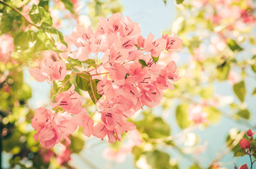 Paper flowers or Bougainvillea vintage