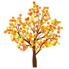 autumn maple tree